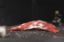 Picture of Beef Tri-Tip